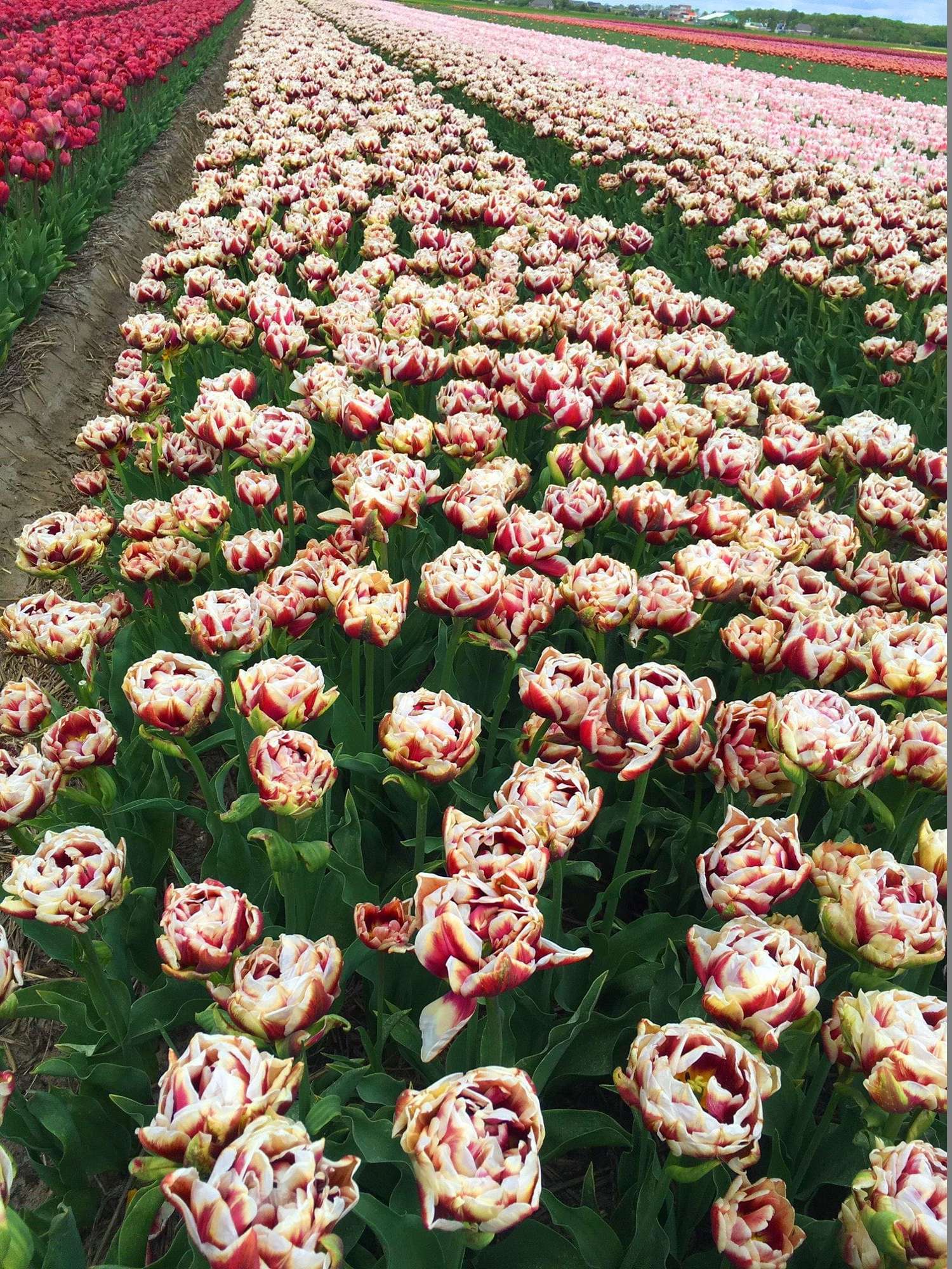 Tulppaani 'Wyndham'